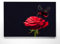 Rosenbild im Groß-Format 120x80cm, Rose mit Schmetterling - als großes XXL Leinwandbild. Wandbild als Hintergrund und Deko für Wohnzimmer & Schlafzimmer. Aufgespannt auf Holzrahmen