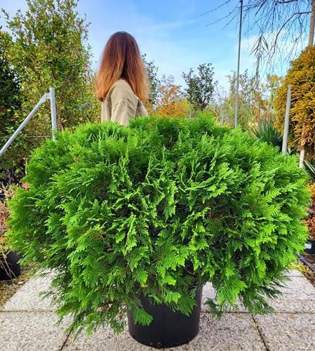 POWERS TO FLOWERS - THUJA DANICA, vaso 26cm, cespuglio xxl, piante vere