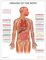 AnatomyStuff Organs of the Body Poster/Chart 45 x 60 cm, Human Anatomy, Internal Organs Diagramm, Medical Anatomy Poster