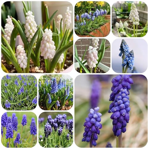 bulbi di giacinto, bulbi di giacinto d'uva bulbi di fiori precoci prato fiorito Bulbi di giacinto soggiorno bouquet da sposa bulbo di fiore mini giardino fiori recisi piante in vaso 9pcs