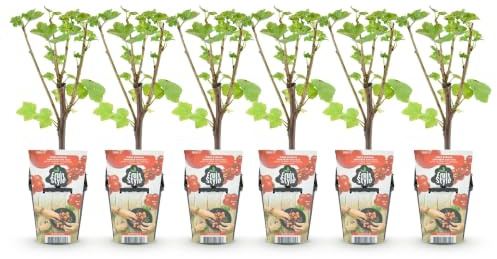 GreenboutiQ - Obstpflanzen - Rote Johannisbeere - Ribes rubrum Jonkheer van Tets - Winterhart - 6 Pflanzen - Topf 9 cm - Rote Johannisbeere