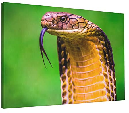 Toile serpent Cobra = > 40,6 x 61 cm, 100 % coton, avec une forte élasticité et une texture claire, peinture décorative sans cadre.