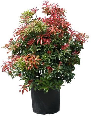Andrómeda japonesa 'Mountain Fire': arbusto de hoja perenne, compacto, flores decorativas, brotes rojos, follaje colorido, fácil de cuidar, atractivo durante todo el año.