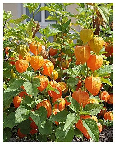 Physalis peruviana - Kapstachelbeere - Andenbeere - 20 Samen