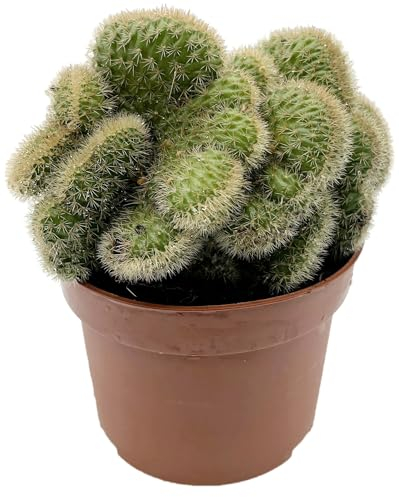 Fangblatt - Hildewintera aureispina f. Cristata - seltener Braincactus - pflegeleichte Zimmerpflanze & atemberaubende Sukkulente