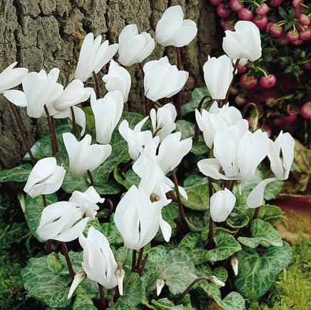 100 semi di ciclamino bianco