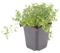 Thymus serpyllum Set – 60 Pflanzen Ø9cm – Duftender Sand Thymian Bodendecker – Winterhart trockenheitsresistent niedrig wachsend – Für Garten Wege Steinfugen Terrasse Bienenfreundlich