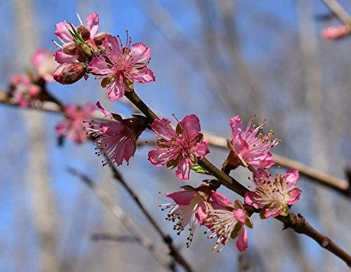 Rotlaubiger Wildpfirsich Prunus persica 'Rubira' Pflanze 25-30cm Blut-Pfirsich
