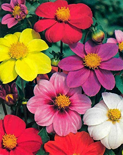 PREMIER SEEDS DIRECT - Dahlia - Dwarf Patio - Mignon Mixed - 150 Finest Seeds
