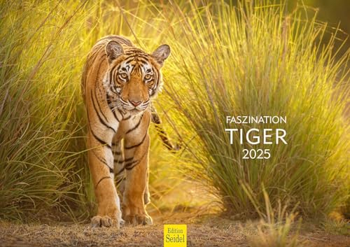 Edition Seidel Premium Kalender Faszination Tiger 2025 Format DIN A3 Wandkalender Tierkalender Afrika Asien Tigerfamilie Welpe Katzen Großkatzen Raubtiere Wildtiere