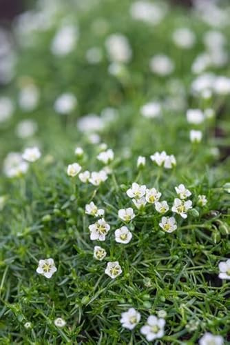Pfriemen-Mastkraut - Sagina subulata - 10-25cm - Ø9cm - 20 Pflanzen - Trittfest, winterhart & pflegeleicht - Für Fugen, Beete & Rasenersatz