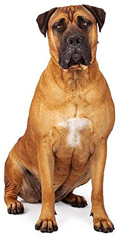 Hunde Aufkleber Sticker Bullmastiff