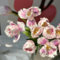 6 pcs tulpenzwiebeln winterhart mehrjährig, Wildtulpen Zwiebeln, deko wohnzimmer, hydrokultur pflanzen tulip tulpenzwiebeln kaufen - Tulipa gesneriana - blumen deko, plant pots indoor