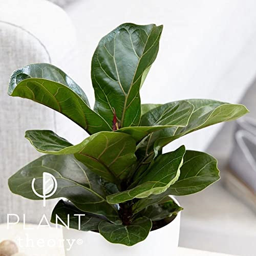 Plant Theory 35cm Ficus Lyrata Bambino Fiddle Leaf Fig Office Indoor Home Plant 12cm Pot