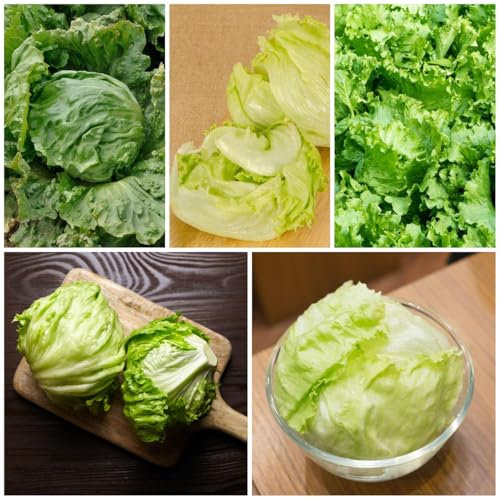 200 Pc Semillas De Lechuga Iceberg, Semillas De Lechuga, Lechuga - Hortalizas De Invierno, Plantas Resistentes Para El Jardín Lechuga Recogiendo Semillas De Lechuga, Semillas De Lechuga