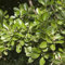 40 pcs Buchsbaum Samen - bio samen alte sorten, baum pflanzen Euonymus japonicus - heckenpflanzen winterhart grünpflanzen, gartendeko für draußen winterharte kübelpflanzen, deko blumen