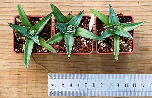 La Regina Vittoria Agave-Collezionisti Pianta Grassa - Huasteca Canyon, Messico, Zri444 / 10:SEEDS