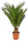 Bloomique - Cycas Revoluta - Palmfarn - Sagopalme - Palme - Sehr Pflegeleicht - Höhe 40-50 cm - Topf 15 cm