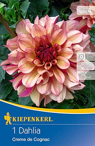 Kiepenkerl 730571, Seerosen-Dahlie Creme de Cognac, rosa- bis cognacfarbig, für Vasenschnitt geeignet, mehrjährige Dahlie erreicht eine Wuchshöhe von etwa 90cm