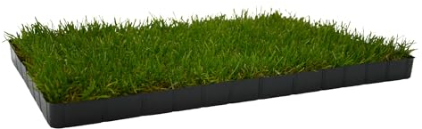 UNUS Katzengras gewachsen echtes Gras Katzenwiese in Kunststoff-Schale 58x38cm für drinnen und draußen