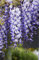 Blauregen Wisteria sinensis Containerware 60-100 cm