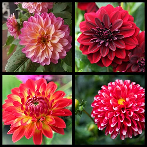 Dahlien knollen mix Dahlien knollen winterhart,Dahlienzwiebeln Winterharte Stauden Geeignet für die Gartenbepflanzung, sehr dekorativ-10zwiebeln-A