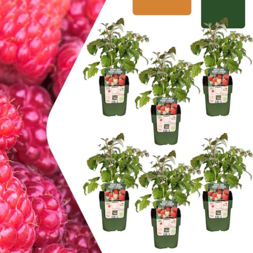 Piante di lampone - Rubus idaeus - biologico | 6 pezzi - 20cm - Ø13cm - Pianta da giardino - Verdure e frutta