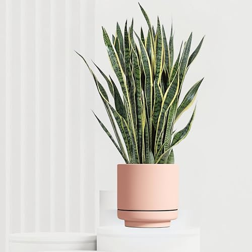 Sansevieria Laurentii, tropische Zimmerpflanze, tropische Zimmerpflanze, frische Topfpflanze, Blickfang für Wohnzimmer, Bad, Büro, pflegeleicht, robust, luftreinigend, aufrechte Blätter 100cm