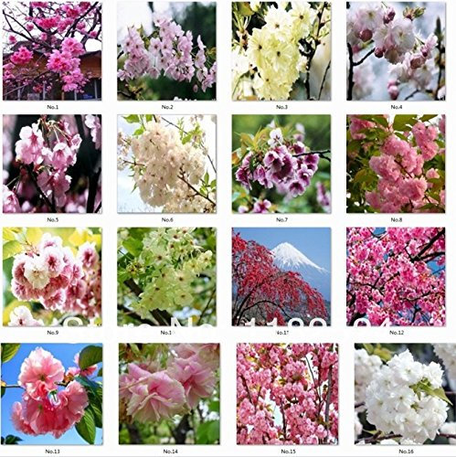 40pcs agradables semillas de cerezo de Sakura de semillas de flores flor de bonsai semillas jardín de DIY sakura Japón perfume