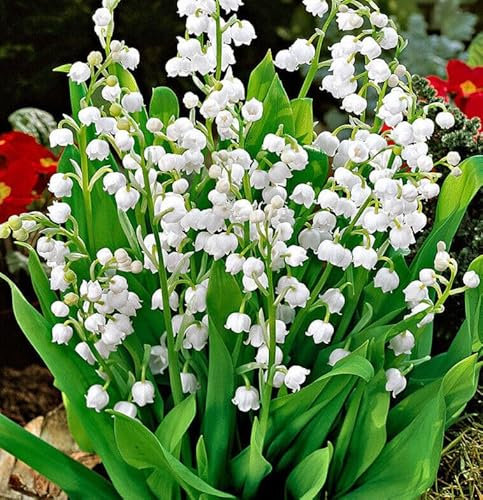 15 x Convallaria Majalis Lily of The Valley Jumbo Size Pips- Ready for Planting Now x 15 Pips