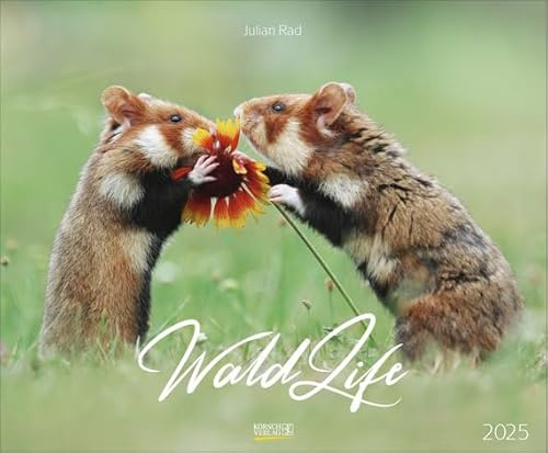 Waldlife - Kalender 2025 - Art-Format - Julian Rad - Korsch-Verlag - Fotokalender - 55 cm x 45,5 cm