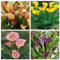 Bulbos de lirio de cala Plantas perennes de jardín para principiantes, plantaciones en macetas, decoraciones.-2bulbos-E