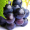 Tafeltraube Weintrauben Kernlos Winterhartes,Weinreben Winterhart,Lebende Pflanzen,Weinreben,Tafel-Trauben,Trauben Kernlos Pflanzen Winterhart Traubenwurzel Pflanze,-2 Weinreben pflanzen-F