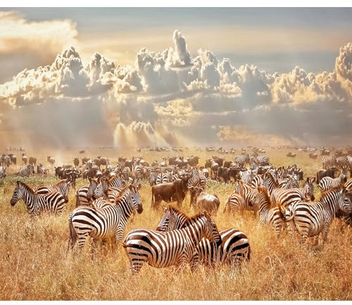 decomonkey Fototapete Afrika 350x256 cm XL Tapete Fototapeten Vlies Tapeten Vliestapete Wandtapete moderne Wandbild Wand Schlafzimmer Wohnzimmer Savanne Tiere Landschaft