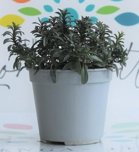 Erba Pepe su vaso cm 14 in conf. da due piante Calamintha Sylvatica