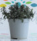 Erba Pepe su vaso cm 14 in conf. da due piante Calamintha Sylvatica