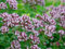 Oregano Samen 5000 gewöhnlicher Dost- (lat. Origanum vulgare) - Naturvielfalt durch hochwertige deutsche Samen Gewürz & Kräuter Saat – mehrjährig & winterhart – Insektenfreundlich