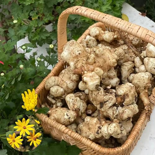 8 pcs topinambur saatknollen topinambur kaufen, kräuterpflanzen, zwiebel, gemüsepflanzen topinambur knollen zum pflanzen, blumenzwiebeln winterhart, winterfeste pflanzen für balkon,