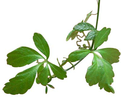 100 Samen Jiaogulan ''Pflanze der Unsterblichkeit'' - Gynostemma pentaphyllum- Sehr Gesund