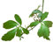 100 Samen Jiaogulan ''Pflanze der Unsterblichkeit'' - Gynostemma pentaphyllum- Sehr Gesund