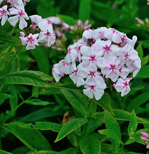 Hohe Flammenblume White Eye - Phlox Paniculata - Gartenpflanze