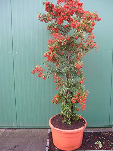 Pyracantha coccinea Red Column - Feuerdorn Red Column