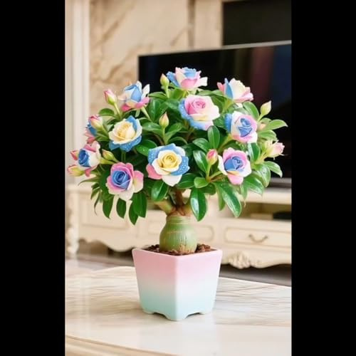 Bulbo rosa del desierto,La rosa del desierto florece fácilmente durante toda la temporada sin necesidad de mantenimiento.-1bulbos-C