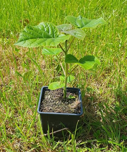 Paulownia Elongata, Kiribaum, Blauglockenbaum, Kaiserbaum, schnellwachsend, winterhart