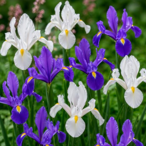 Schwertlilien Winterhart Mehrjährig - Holländische Iris Blue Paradise | Blumenzwiebeln 50 Zwiebeln, Pflanzen aus Holland für Garten und Topf (große Knollen, kein Samen)