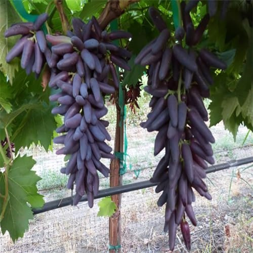 Garten Tafeltraube, Exklusive, Weintrauben Kernlos Winterhartes, Winterhart Traubenwurzel, Elegante, Trauben Kernlos, -1 Weinreben -F