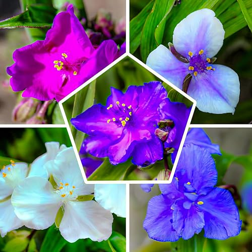 Winterharte Tradescantia Stauden Kollektion (10 Pflanzen), Mix von 5 Sorten für Garten, 2 von jeder Farbe, große mehrjährige Pflanzen aus Holland (kein Samen), Weiß-Rot-Rosa-Violett Hybriden