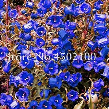 . 50 Pcs Rare Bellflower, Campanula Chile Rosea Flower Pots Bellflower Evergreen Plant for Home Garden 2018 Hot : 11