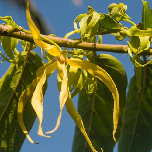 20 pcs Ylang Ylang Samen - gartenpflanzen winterhart mehrjährig Cananga odorata, bäume kaufen, zimmerbonsai bonsai indoor garden seltene pflanzen, exotische pflanzen samen pflanzen