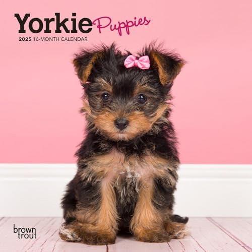 Yorkshire Terrier Puppies | 2025 7 x 14 Inch Monthly Mini Wall Calendar | Plastic-Free | BrownTrout | Animals Small Dog Breeds Yorkies